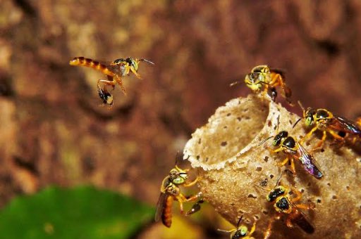 Abelhas e Mudanças Climáticas